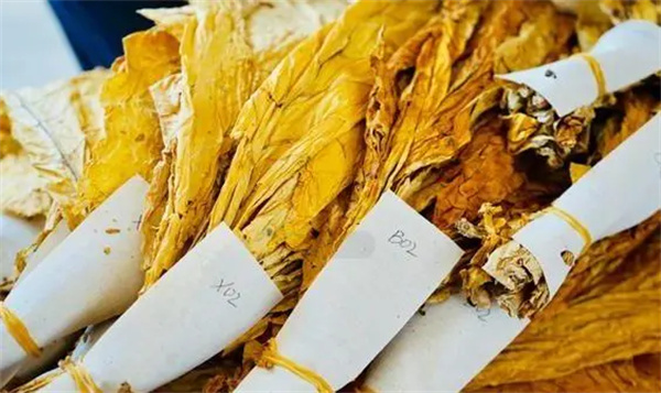 烟叶分级灯箱：提高烟叶分级效率和准确性的关键工具2